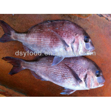 Blue Spotted Seabream,Red Seabream,Dorade Rose